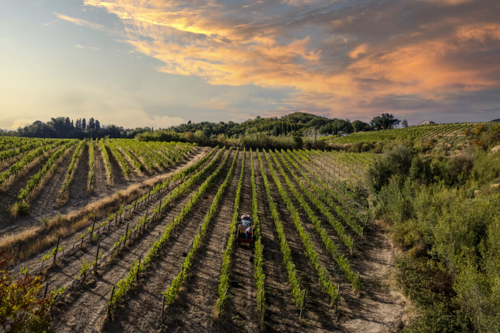 Montepulciano Trattore in Vigna