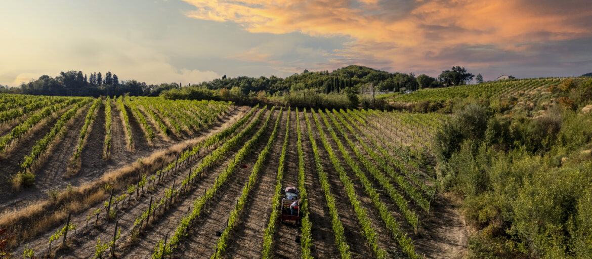 Montepulciano Trattore in Vigna